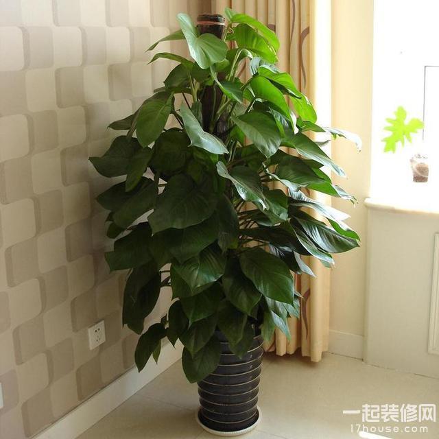 不要再无厘头地在室内摆放盆栽啦！